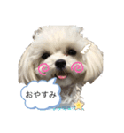 可愛い❤️ワンちゃん20（個別スタンプ：7）