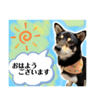 黒柴紬(つむぎ)の毎日スタンプ  Part②（個別スタンプ：1）
