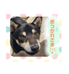 黒柴紬(つむぎ)の毎日スタンプ  Part②（個別スタンプ：3）