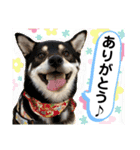 黒柴紬(つむぎ)の毎日スタンプ  Part②（個別スタンプ：5）