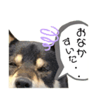 黒柴紬(つむぎ)の毎日スタンプ  Part②（個別スタンプ：7）