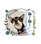 黒柴紬(つむぎ)の毎日スタンプ  Part②（個別スタンプ：9）