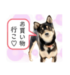 黒柴紬(つむぎ)の毎日スタンプ  Part②（個別スタンプ：11）