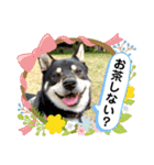 黒柴紬(つむぎ)の毎日スタンプ  Part②（個別スタンプ：12）