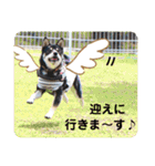 黒柴紬(つむぎ)の毎日スタンプ  Part②（個別スタンプ：13）