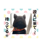 黒柴紬(つむぎ)の毎日スタンプ  Part②（個別スタンプ：14）