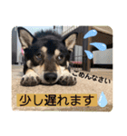 黒柴紬(つむぎ)の毎日スタンプ  Part②（個別スタンプ：16）