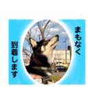 黒柴紬(つむぎ)の毎日スタンプ  Part②（個別スタンプ：17）