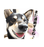 黒柴紬(つむぎ)の毎日スタンプ  Part②（個別スタンプ：19）