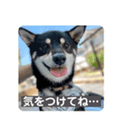 黒柴紬(つむぎ)の毎日スタンプ  Part②（個別スタンプ：20）