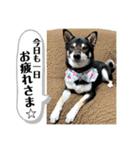黒柴紬(つむぎ)の毎日スタンプ  Part②（個別スタンプ：21）