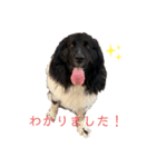 ニューファンドランド（個別スタンプ：2）