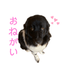 ニューファンドランド（個別スタンプ：7）