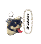 むぎちゃ＆ごまちゃpart1（個別スタンプ：12）