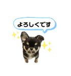 むぎちゃ＆ごまちゃpart1（個別スタンプ：13）