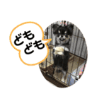 むぎちゃ＆ごまちゃpart1（個別スタンプ：34）