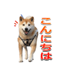 柴犬サブ（個別スタンプ：2）