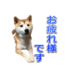 柴犬サブ（個別スタンプ：4）