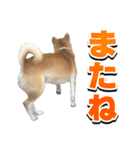 柴犬サブ（個別スタンプ：9）