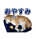 柴犬サブ（個別スタンプ：12）