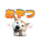 柴犬サブ（個別スタンプ：17）