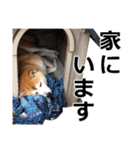 柴犬サブ（個別スタンプ：21）