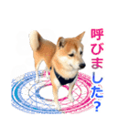 柴犬サブ（個別スタンプ：22）