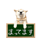 柴犬サブ（個別スタンプ：34）