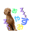 ちょあの日常スタンプ（個別スタンプ：2）