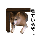 シベ（個別スタンプ：7）
