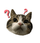猫のきなこスタンプ（個別スタンプ：1）