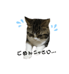 猫のきなこスタンプ（個別スタンプ：3）