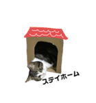 猫のきなこスタンプ（個別スタンプ：4）