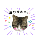 猫のきなこスタンプ（個別スタンプ：5）