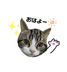 猫のきなこスタンプ（個別スタンプ：6）