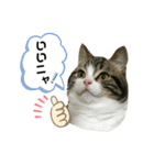 猫のきなこスタンプ（個別スタンプ：7）