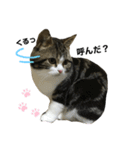 猫のきなこスタンプ（個別スタンプ：9）
