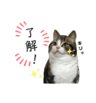 猫のきなこスタンプ（個別スタンプ：10）