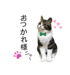 猫のきなこスタンプ（個別スタンプ：11）