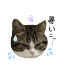 猫のきなこスタンプ（個別スタンプ：13）