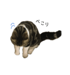 猫のきなこスタンプ（個別スタンプ：14）