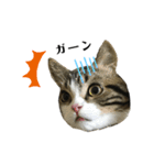 猫のきなこスタンプ（個別スタンプ：15）