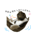 猫のきなこスタンプ（個別スタンプ：16）