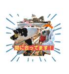 元気はつらつ！ワンコロもふもふ！（個別スタンプ：4）