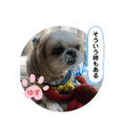 元気はつらつ！ワンコロもふもふ！（個別スタンプ：6）