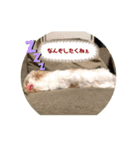 元気はつらつ！ワンコロもふもふ！（個別スタンプ：7）