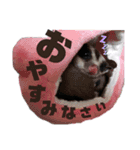 bob-furi-gan-mu（個別スタンプ：1）