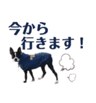 bob-furi-gan-mu（個別スタンプ：3）