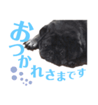 bob-furi-gan-mu（個別スタンプ：4）