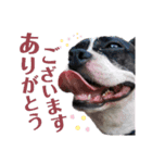 bob-furi-gan-mu（個別スタンプ：7）